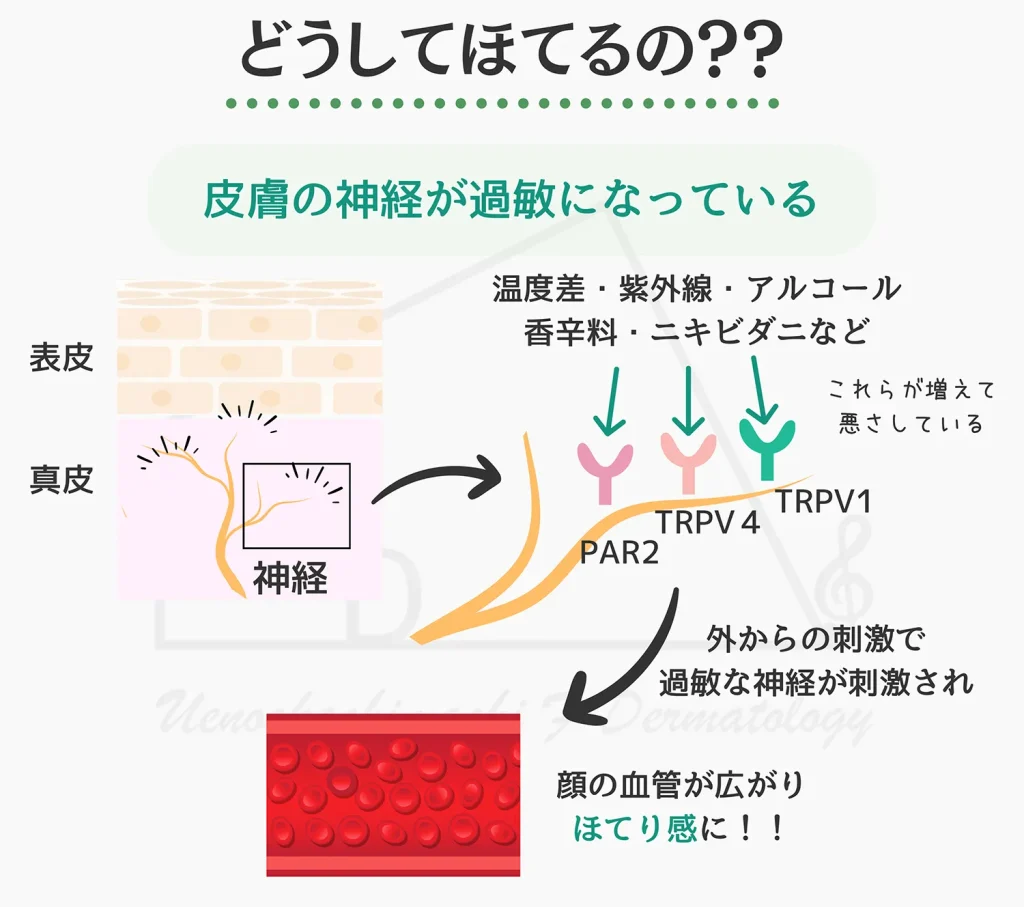 顔がほてるメカニズムについて画像付きで解説